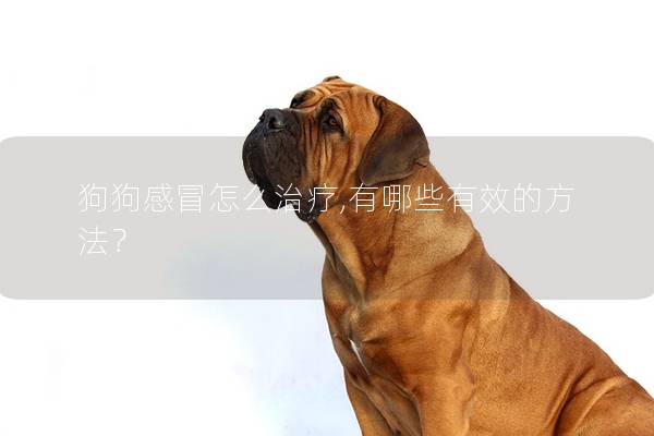 狗狗感冒怎么治療,有哪些有效的方法? 狗狗感冒怎么治療,有哪些有效的方法?