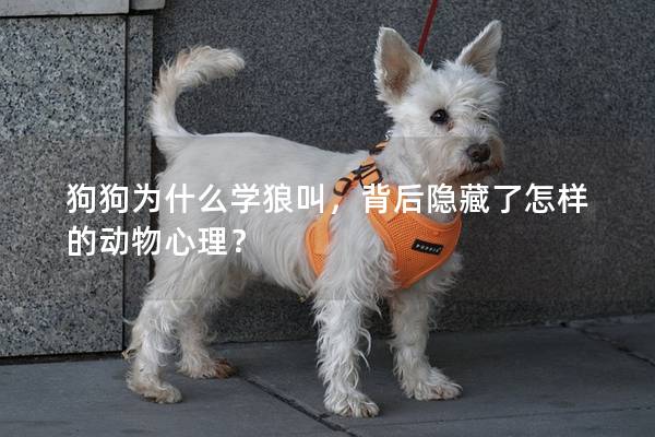 狗狗為什么學狼叫，背后隱藏了怎樣的動物心理？