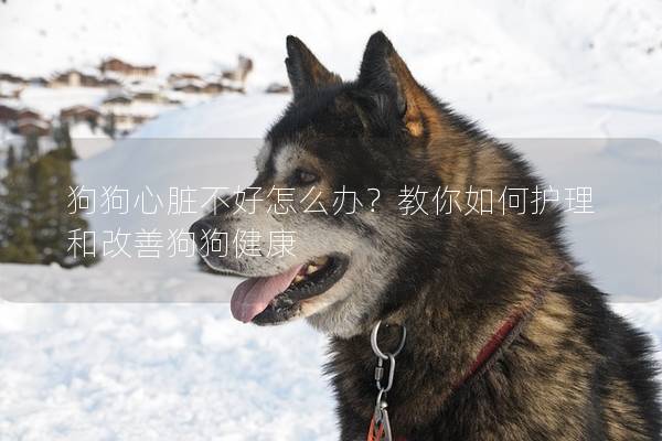 狗狗心臟不好怎么辦？教你如何護(hù)理和改善狗狗健康