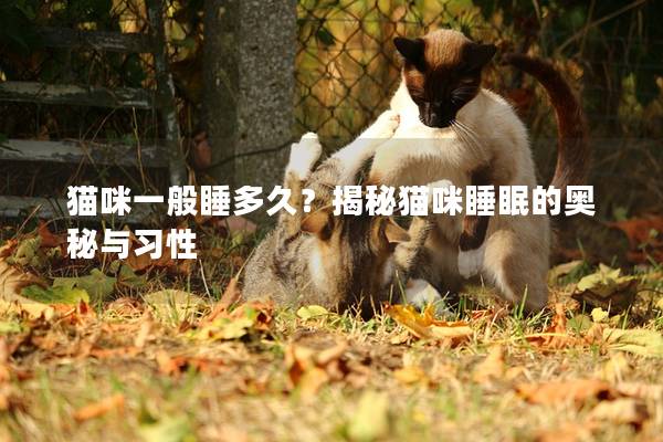 貓咪一般睡多久?揭秘貓咪睡眠的奧秘與習(xí)性 貓咪一般睡多久?揭秘貓咪睡眠的奧秘與習(xí)性