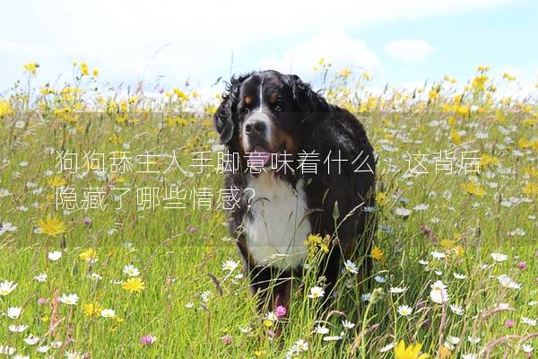 狗狗舔主人手腳意味著什么，這背后隱藏了哪些情感？