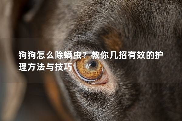 狗狗怎么除螨蟲？教你幾招有效的護理方法與技巧