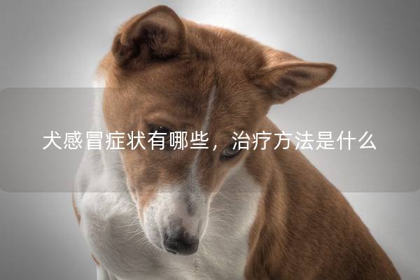 犬感冒癥狀有哪些,治療方法是什么 犬感冒癥狀有哪些,治療方法是什么