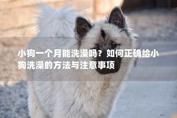 小狗一個月能洗澡嗎？如何正確給小狗洗澡的方法與注意事項