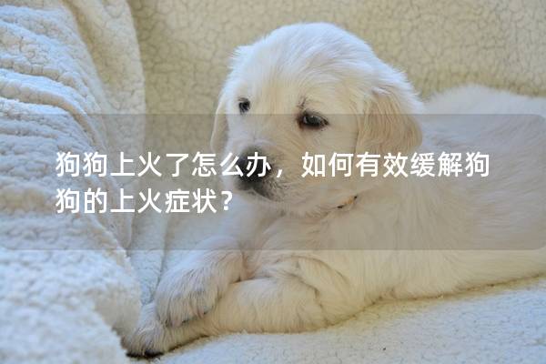 狗狗上火了怎么辦，如何有效緩解狗狗的上火癥狀？