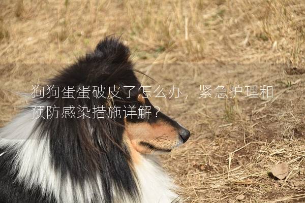 狗狗蛋蛋破皮了怎么辦，緊急護理和預防感染措施詳解？