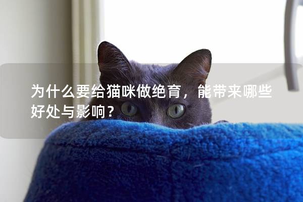 為什么要給貓咪做絕育，能帶來哪些好處與影響？
