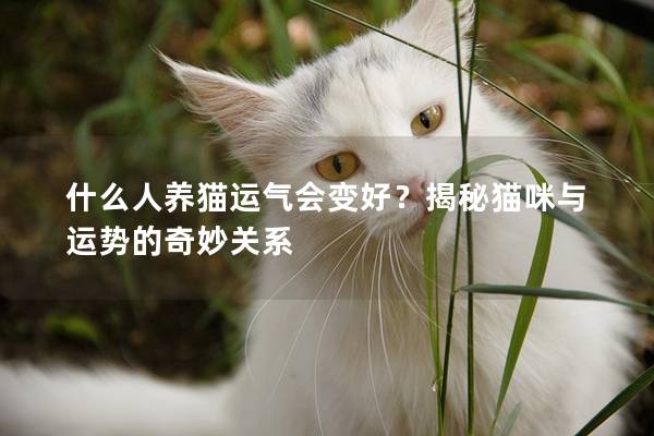什么人養貓運氣會變好？揭秘貓咪與運勢的奇妙關系