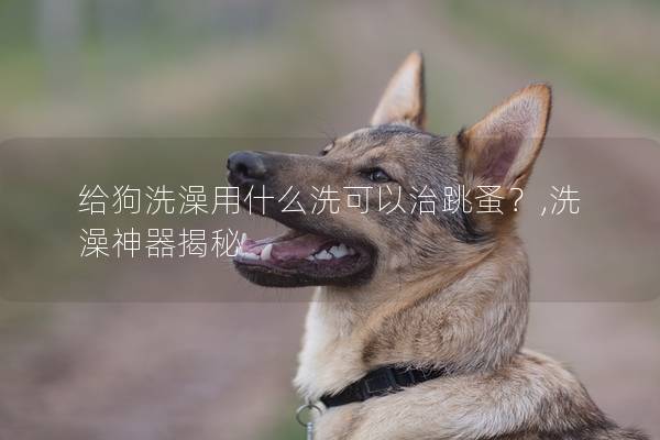 給狗洗澡用什么洗可以治跳蚤？,洗澡神器揭秘