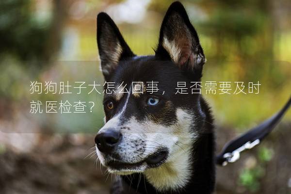 狗狗肚子大怎么回事，是否需要及時(shí)就醫(yī)檢查？