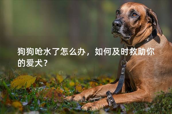 狗狗嗆水了怎么辦，如何及時(shí)救助你的愛犬？