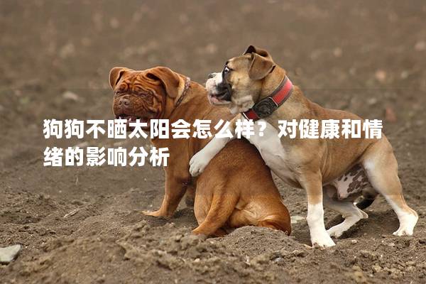 狗狗不曬太陽會怎么樣？對健康和情緒的影響分析