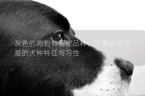 灰色的狗狗有哪些品種，了解這些可愛的犬種特征與習性
