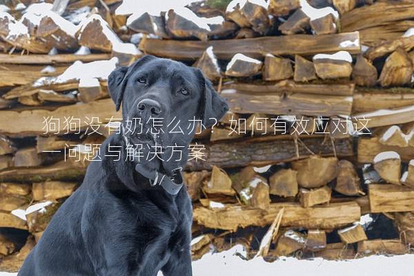 狗狗沒有奶怎么辦？如何有效應對這一問題與解決方案