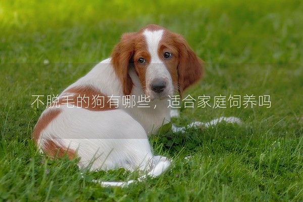 不脫毛的狗有哪些,適合家庭飼養嗎 不脫毛的狗有哪些,適合家庭飼養嗎