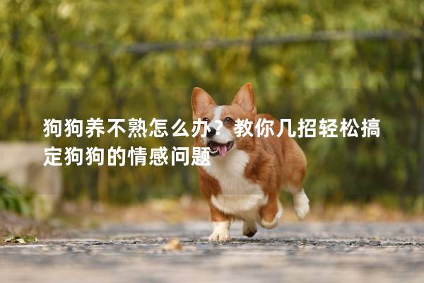 狗狗養不熟怎么辦？教你幾招輕松搞定狗狗的情感問題