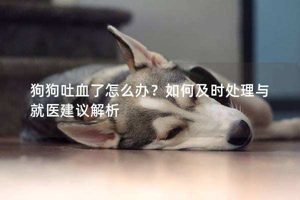 狗狗吐血了怎么辦？如何及時處理與就醫(yī)建議解析