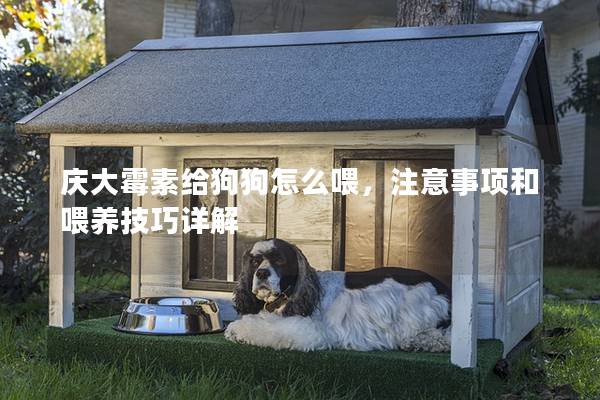 慶大霉素給狗狗怎么喂，注意事項(xiàng)和喂養(yǎng)技巧詳解