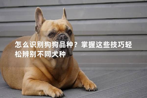 怎么識別狗狗品種？掌握這些技巧輕松辨別不同犬種