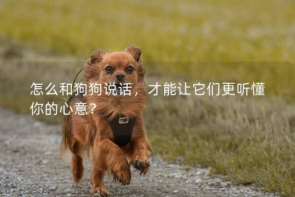 怎么和狗狗說話，才能讓它們更聽懂你的心意？