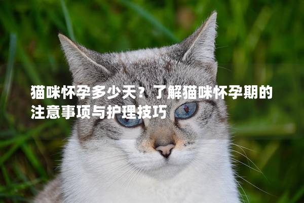 貓咪懷孕多少天？了解貓咪懷孕期的注意事項(xiàng)與護(hù)理技巧