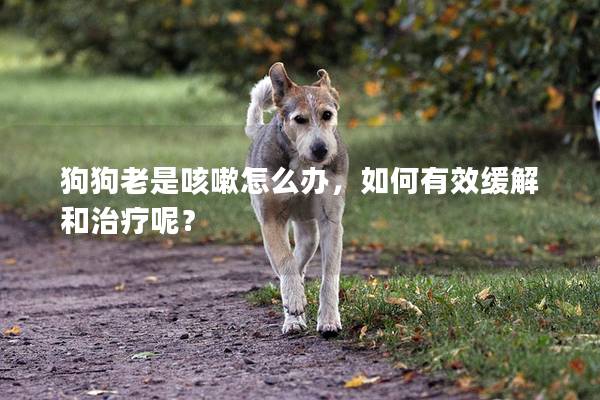 狗狗老是咳嗽怎么辦，如何有效緩解和治療呢？
