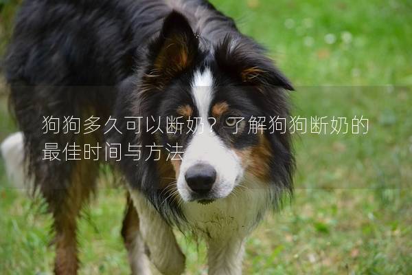狗狗多久可以斷奶？了解狗狗斷奶的最佳時間與方法