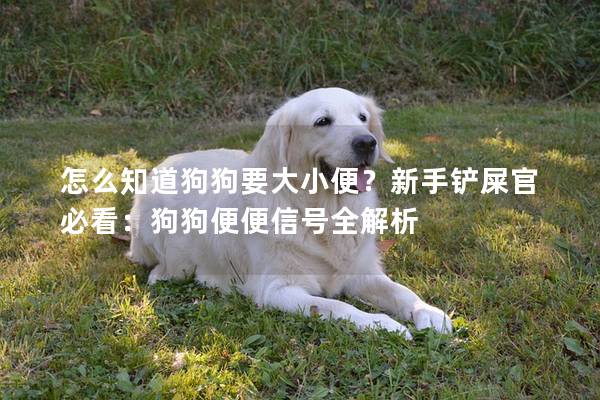 怎么知道狗狗要大小便?新手鏟屎官必看:狗狗便便信號(hào)全解析