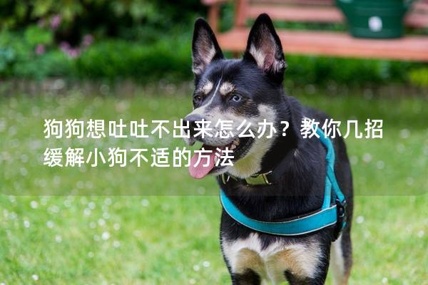 狗狗想吐吐不出來怎么辦？教你幾招緩解小狗不適的方法