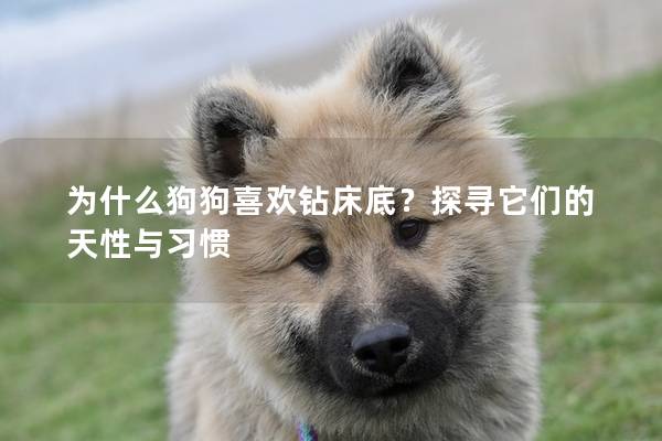 為什么狗狗喜歡鉆床底？探尋它們的天性與習慣