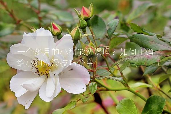 一個多月的小狗能洗澡嗎？如何正確給小狗洗澡技巧分享