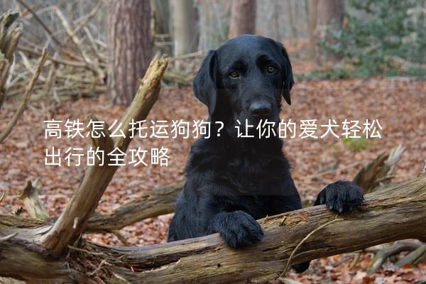 高鐵怎么托運狗狗？讓你的愛犬輕松出行的全攻略