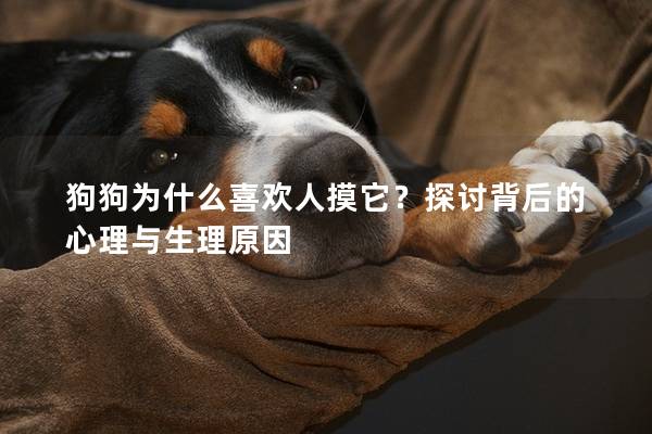 狗狗為什么喜歡人摸它？探討背后的心理與生理原因