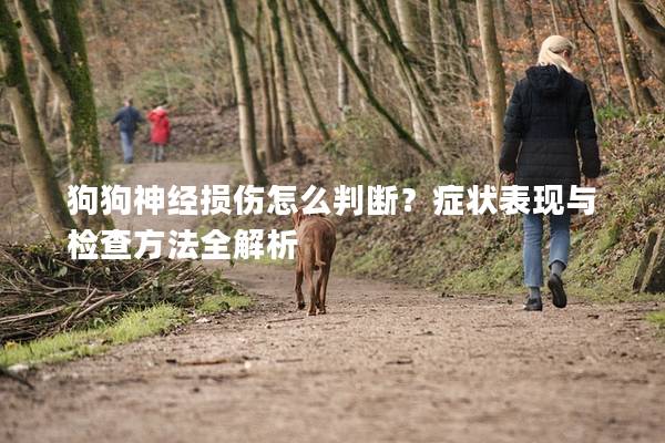 狗狗神經(jīng)損傷怎么判斷?癥狀表現(xiàn)與檢查方法全解析