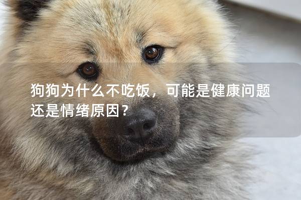 狗狗為什么不吃飯，可能是健康問題還是情緒原因？