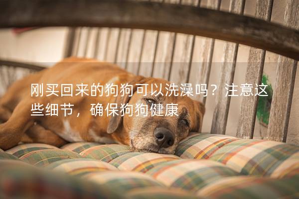 剛買回來的狗狗可以洗澡嗎？注意這些細節，確保狗狗健康