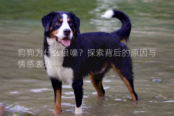 狗狗為什么狼嚎?探索背后的原因與情感表達 狗狗為什么狼嚎?探索背后的原因與情感表達