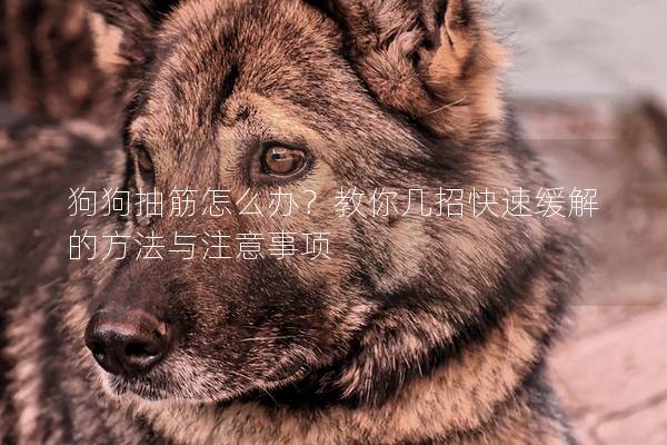 狗狗抽筋怎么辦?教你幾招快速緩解的方法與注意事項(xiàng) 狗狗抽筋怎么辦?教你幾招快速緩解的方法與注意事項(xiàng)