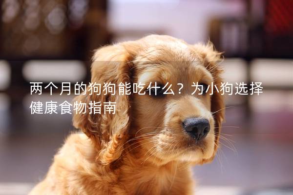 兩個(gè)月的狗狗能吃什么？為小狗選擇健康食物指南