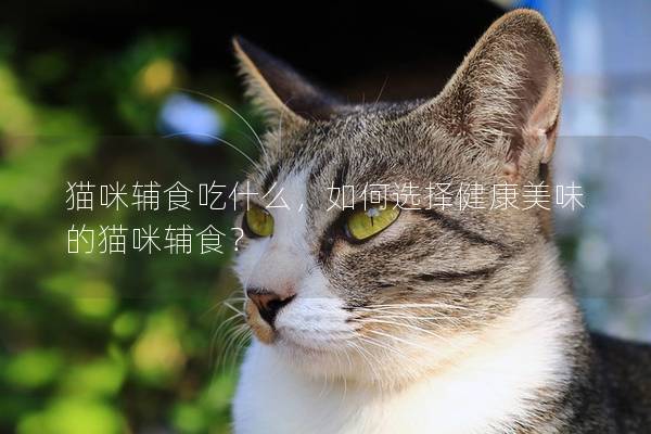 貓咪輔食吃什么，如何選擇健康美味的貓咪輔食？