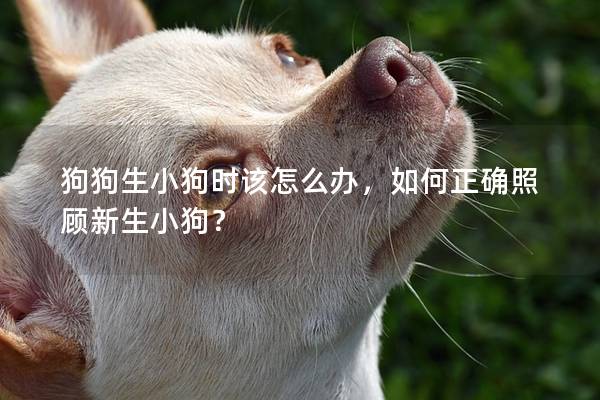 狗狗生小狗時該怎么辦，如何正確照顧新生小狗？