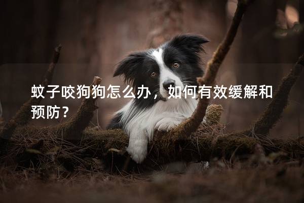 蚊子咬狗狗怎么辦，如何有效緩解和預(yù)防？