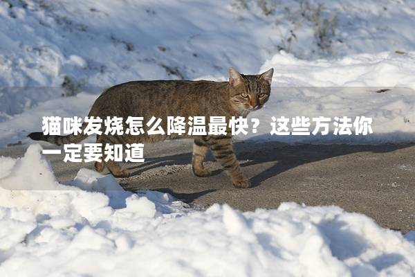 貓咪發(fā)燒怎么降溫最快？這些方法你一定要知道