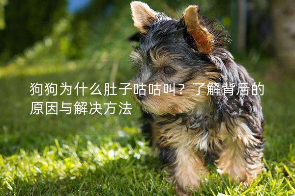 狗狗為什么肚子咕咕叫？了解背后的原因與解決方法