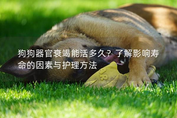 狗狗器官衰竭能活多久？了解影響壽命的因素與護理方法