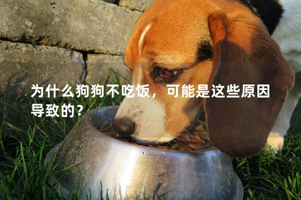 為什么狗狗不吃飯，可能是這些原因導致的？