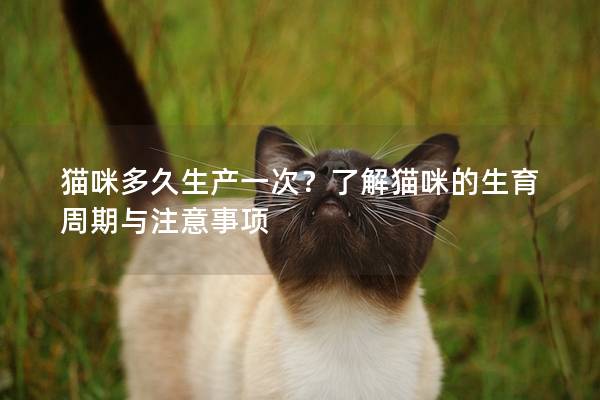 貓咪多久生產一次？了解貓咪的生育周期與注意事項