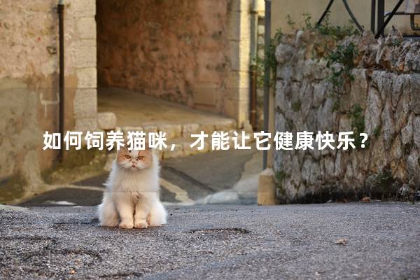 如何飼養貓咪，才能讓它健康快樂？