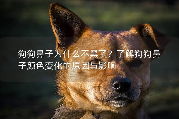 狗狗鼻子為什么不黑了？了解狗狗鼻子顏色變化的原因與影響