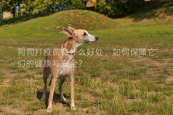 狗狗打疫苗有什么好處，如何保障它們的健康與安全？